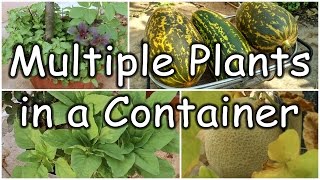 Growing multiple plants in a container  Vlog [upl. by Caitlin339]