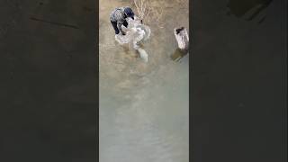 Murray Cod Powering away fish fishingaustralia australia fishing murraycod [upl. by Yelkrab]