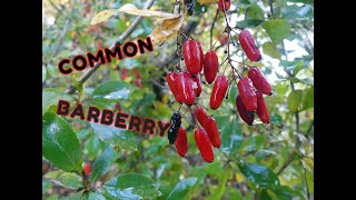 Common Barberry An Edible Wild Berry that Packs a Nutritional Punch [upl. by Arenat]