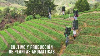 Cultivo y producción de plantas aromáticas  TvAgro por Juan Gonzalo Angel Restrepo [upl. by Onaicram]