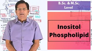 Inositol Phospholipid  BSc amp MSc Level [upl. by Eednim]