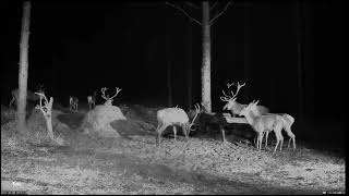 Hirvekaamera  Cervus elaphus Estonia  Chrupią aż miło 🦌🥕😃 [upl. by Nosnhoj]