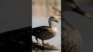 Spot billed duck  घर्घर हंसक mobilephotography birds wildbirdphotography [upl. by Nelia428]