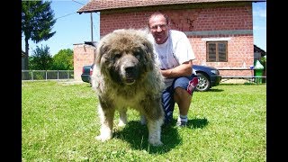 BEAR OR DOG    It is a female CAUCASIAN SHEPHERD [upl. by Lletnahs861]