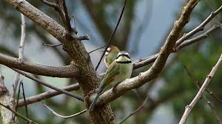 White throated Bee eater Merops albicollis [upl. by Nosrej]