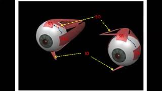 The Ocular Muscles  Dr Ahmed Farid [upl. by Enelec852]