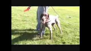 Force Fetch conditioned retrieve with a deutsch drahthaar [upl. by Australia]