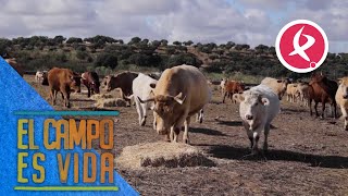 Las vacas veteranas de María no dejan comer a las más jóvenes  El campo es vida [upl. by Ahsar]