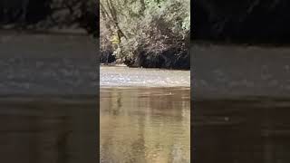 Deer crossing Tallapoosa River [upl. by Sinnelg343]