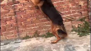 German Shepherd movie [upl. by Madoc]