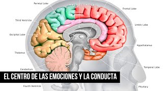 El Sistema Límbico El Centro de las Emociones y la Conducta [upl. by Philippine]