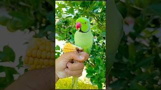 Parrots eating mukyai parroteatingfoods mummy mummycomedy reelsinstagram kiwitheringneck [upl. by Leanora846]