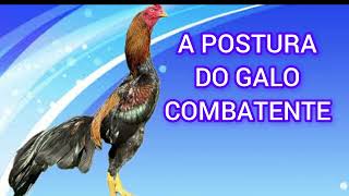 curiosidade dos combatentes [upl. by Rita]