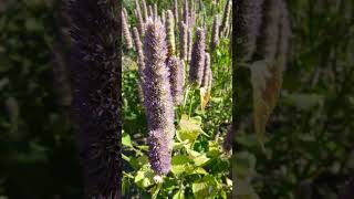 Anise Hyssop Agastache foeniculum in Mint Family Lamiaceae [upl. by Healey]