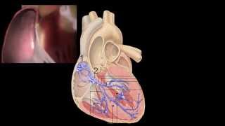 Corazón Anatomía y Fisiología [upl. by Shaeffer704]