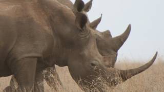 WHITE RHINO  Species Spotlight [upl. by Uok]