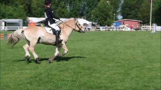 Fjordhest NM  Norwegian Championship for Fjord Horses [upl. by Euqinomod840]