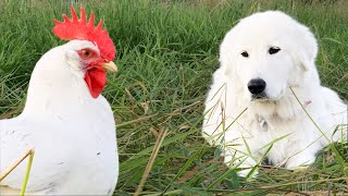 You Want This Dog Guarding Your Birds  Maremma Livestock Guardian Dog [upl. by Yelyab]