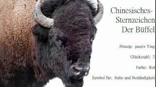 Chinesisches Sternzeichen der Büffel🐃 und seine Eigenschaften Der Büffel strebt nach Sicherheit [upl. by Casmey]