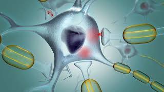 Membrane Potential Graded and action potentials [upl. by Brody]