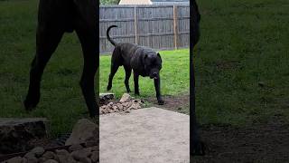 Huge Spanish Mastiff Dogs from Canary Islands [upl. by Larrie]