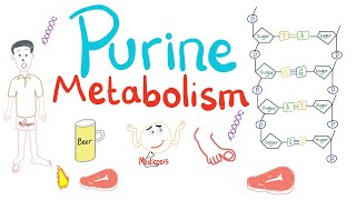 Purine Metabolism De Novo Salvage Degradation Uric Acid [upl. by Lipski]