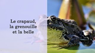 le crapaud la grenouille et la belle [upl. by Shabbir]