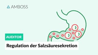 Die Regulation der Salzsäuresekretion  AMBOSS Auditor [upl. by Lemkul339]