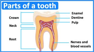 Parts of a tooth 🦷  Tooth anatomy amp function  Easy science lesson [upl. by Rube630]