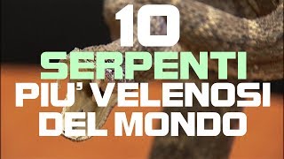 TOP 10  Serpenti più velenosi del MONDO [upl. by Showker]