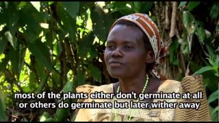 Smallholder Farmers in Uganda and the Impacts of Climate Change [upl. by Attenad126]