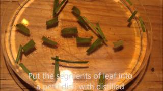 How to propagate Cape Sundews Drosera capensisCarnivorous plant [upl. by Reviel]