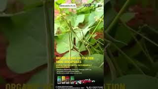 organicfarmingbiofertilizerorganicvegetablesbeansbiocapsulekodaguagritecmysuru [upl. by Airret]