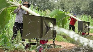 Genius Way They Feed Fishes by Slicing Banana Trees [upl. by Tirrag]