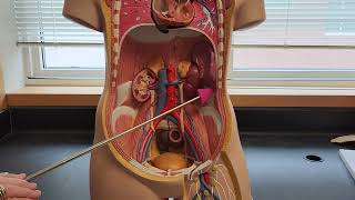 Posterior Abdominal Wall muscles [upl. by Annwahs]