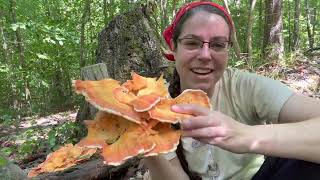 Laetiporus cincinnatus How to find harvest and enjoy chicken of the woods mushrooms [upl. by Clara332]