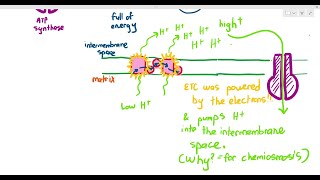 129 Oxidative Phosphorylation amp Chemiosmosis Cambridge AS A Level Biology 9700 [upl. by Millhon]