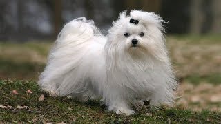 Bichon Maltais tout savoir sur cette race de chien Maltese dog VF [upl. by Monahan]