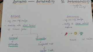 Antigens vs Immunogens vs Haptens  Immunology by Anandita Jha  Antigenicity And Immunogenicity [upl. by Noiramaj312]