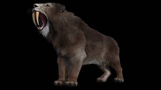 Smilodon Sound Effects Ver 3 [upl. by Ethban]