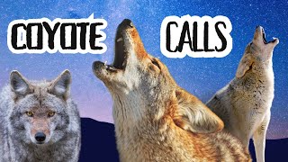 Eerie Coyote Sounds Howling Yipping and Bark at Night 4k video Ultra HD [upl. by Ivar]