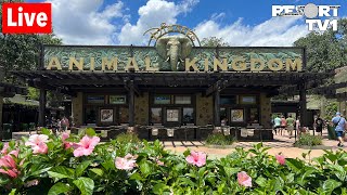 🔴Live Magical Monday at Disneys Animal Kingdom  Walt Disney World Live Stream 9924 [upl. by Ramor]