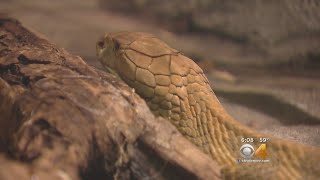 Denver Zoos Unique Treatment Puts King Cobra With Cancer In Remission [upl. by Obellia962]