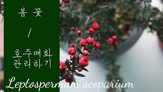 호주매화 봄 꽃 관리  가드닝클래스 Leptospermum scoparium Gardening Tips [upl. by Lleuqar331]