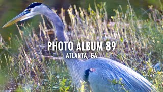 Photo Album 89 Atlanta Wildlife  GH5 Telephoto \ Olympus EPL3 Micro Four Thirds [upl. by Smaj665]