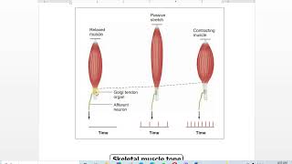 5 Golgi tendon reflex [upl. by Largent]