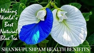 Worlds Best Natural Blue Tea With ShankupushpamClitoria TernateaNatural Paracetamolhealth [upl. by Enneillij]