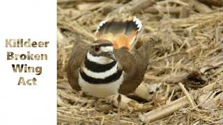 Famous Killdeer Broken Wing Act [upl. by Ailehs]