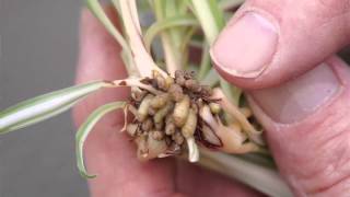 Propagating Spider Plants [upl. by Breana]