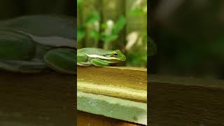 North American Green Tree Frog [upl. by Llerdnek683]